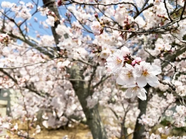 【京都 世界遺産】世界遺産「仁和寺」の桜・お花見【京都観光】