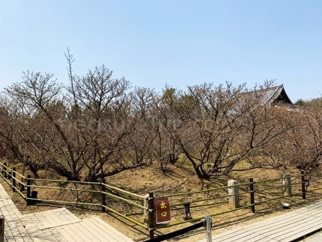 【京都 世界遺産】世界遺産「仁和寺」の桜・お花見【京都観光】