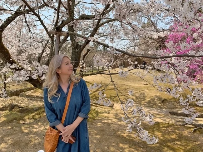 【京都 世界遺産】世界遺産「仁和寺」の桜・お花見【京都観光】