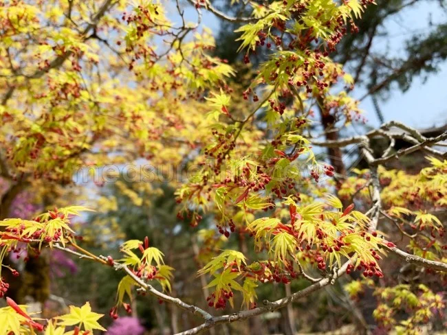 【京都 世界遺産】世界遺産「仁和寺」の桜・お花見【京都観光】