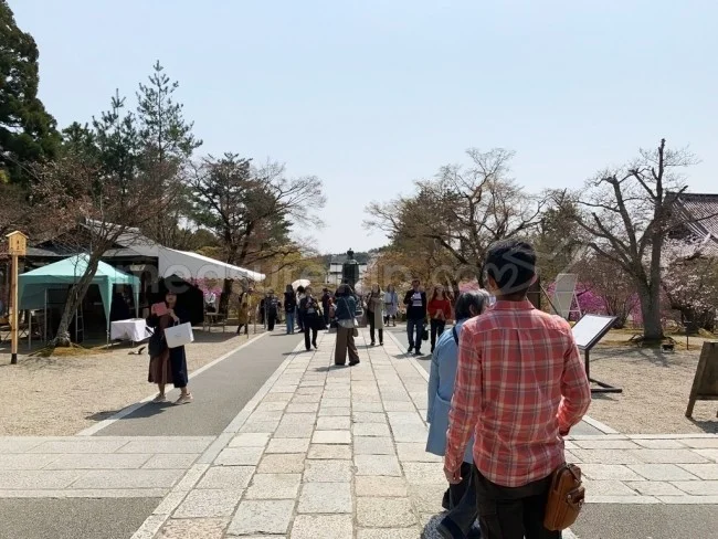 【京都 世界遺産】世界遺産「仁和寺」の桜・お花見【京都観光】