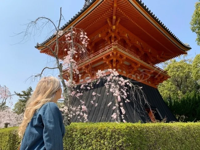 【京都 世界遺産】世界遺産「仁和寺」の桜・お花見【京都観光】