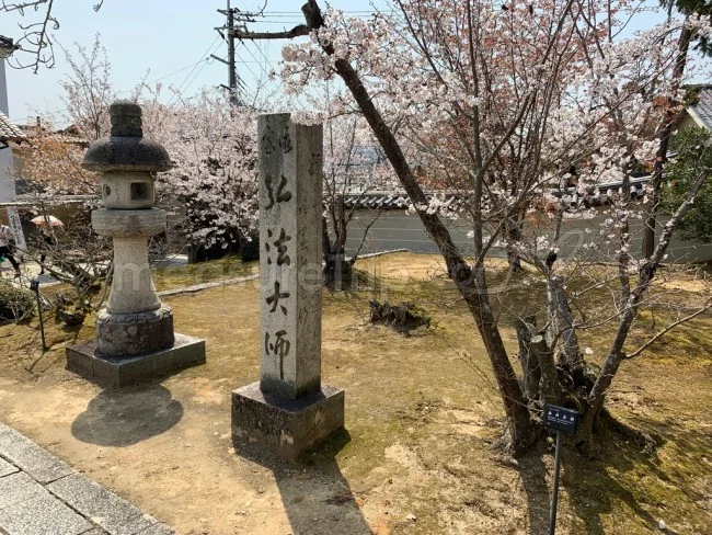 【京都 世界遺産】世界遺産「仁和寺」の桜・お花見【京都観光】