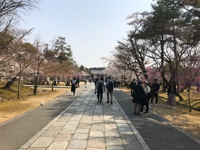 【京都 世界遺産】世界遺産「仁和寺」の桜・お花見【京都観光】