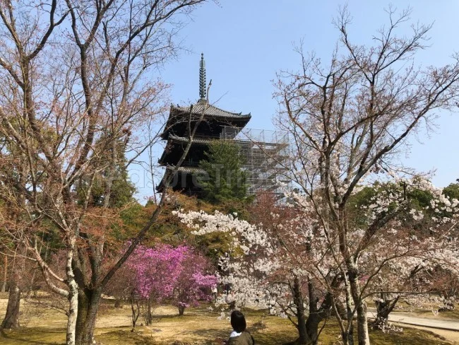 【京都 世界遺産】世界遺産「仁和寺」の桜・お花見【京都観光】
