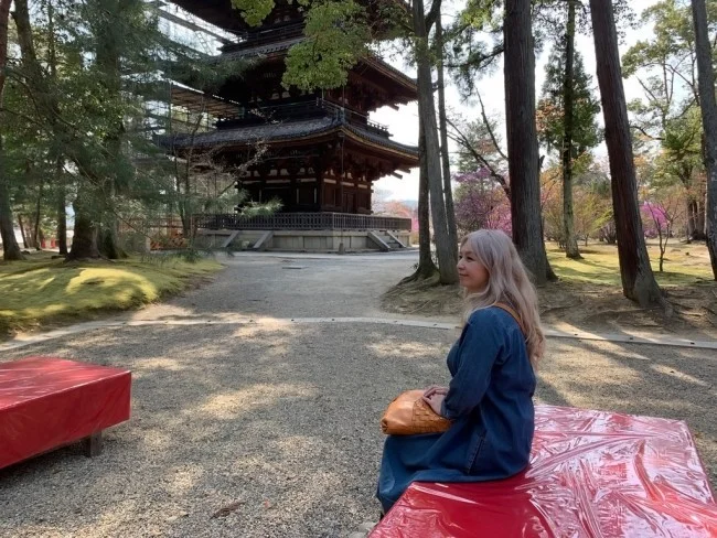 【京都 世界遺産】世界遺産「仁和寺」の桜・お花見【京都観光】