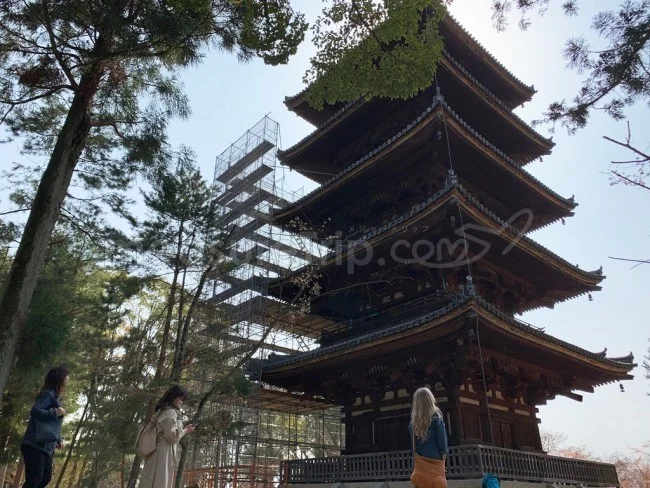 【京都 世界遺産】世界遺産「仁和寺」の桜・お花見【京都観光】