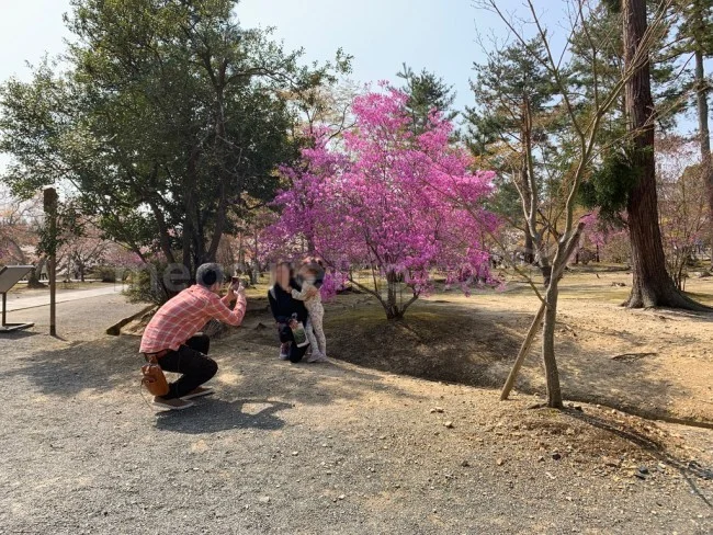 【京都 世界遺産】世界遺産「仁和寺」の桜・お花見【京都観光】