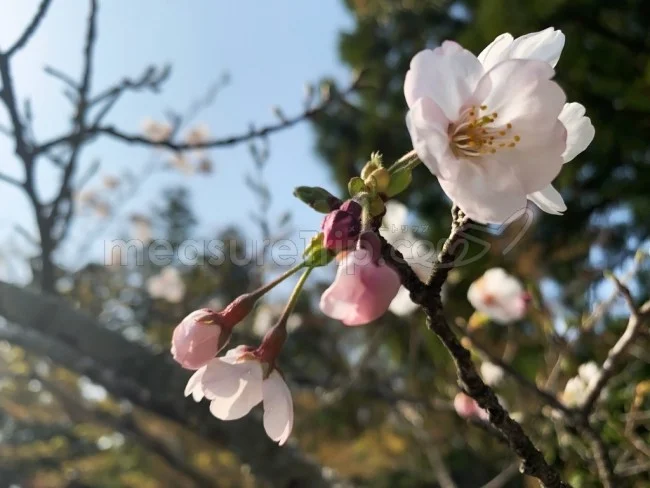 【京都 世界遺産】世界遺産「仁和寺」の桜・お花見【京都観光】