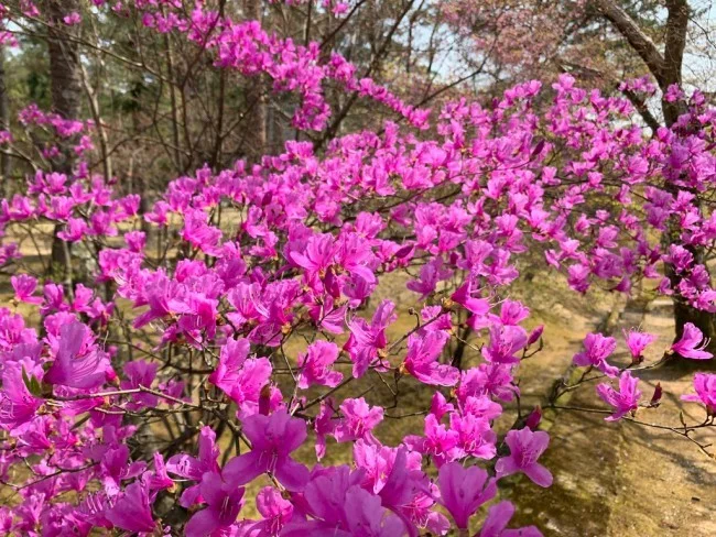 【京都 世界遺産】世界遺産「仁和寺」の桜・お花見【京都観光】