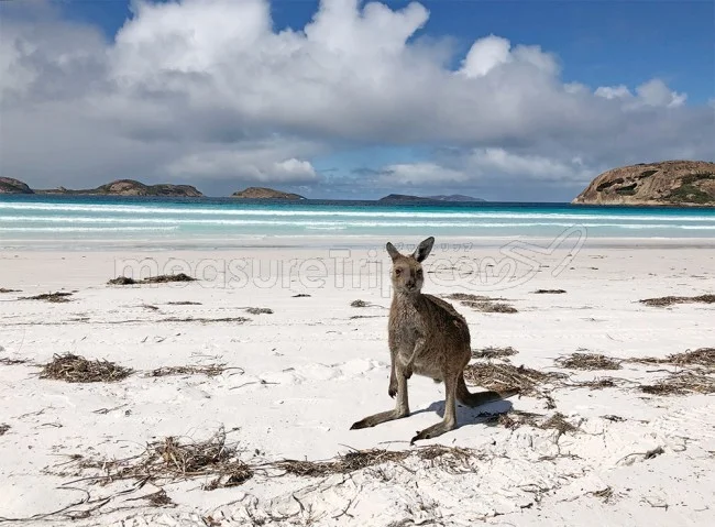 西オーストラリア ラッキーベイ・ビーチのコスパ最高なホテル「ESPERANCE BEACHFRONT RESORT」