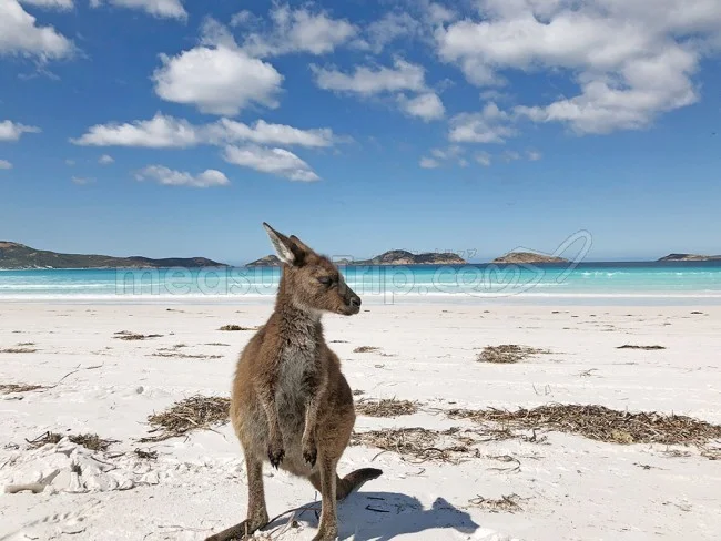 西オーストラリア ラッキーベイ・ビーチのコスパ最高なホテル「ESPERANCE BEACHFRONT RESORT」