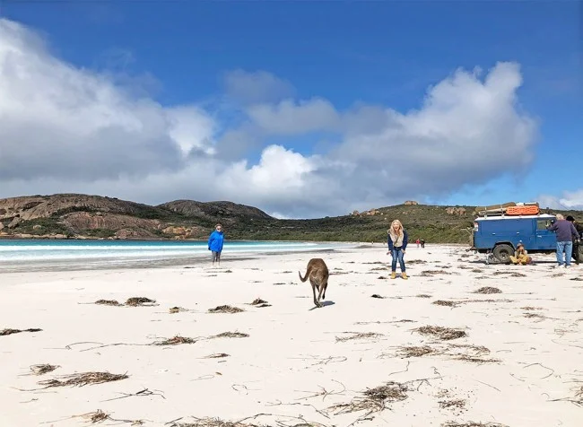[野生のカンガルーがいる世界一のビーチを目指して！西オーストラリア・ロングドライブ旅行記86] え？本当に？カンガルーが私に向かって走ってきた！アンビリーバボー！