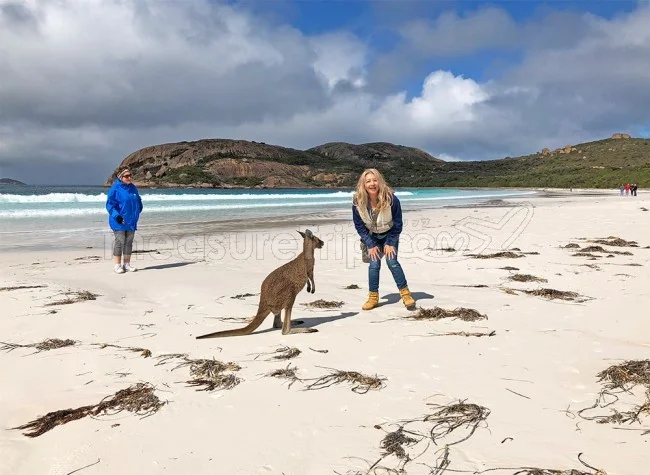[野生のカンガルーがいる世界一のビーチを目指して！西オーストラリア・ロングドライブ旅行記86] え？本当に？カンガルーが私に向かって走ってきた！アンビリーバボー！