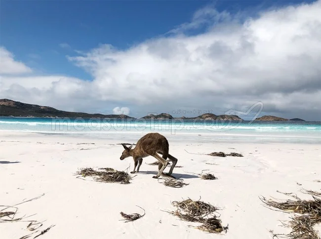 [野生のカンガルーがいる世界一のビーチを目指して！西オーストラリア・ロングドライブ旅行記86] え？本当に？カンガルーが私に向かって走ってきた！アンビリーバボー！