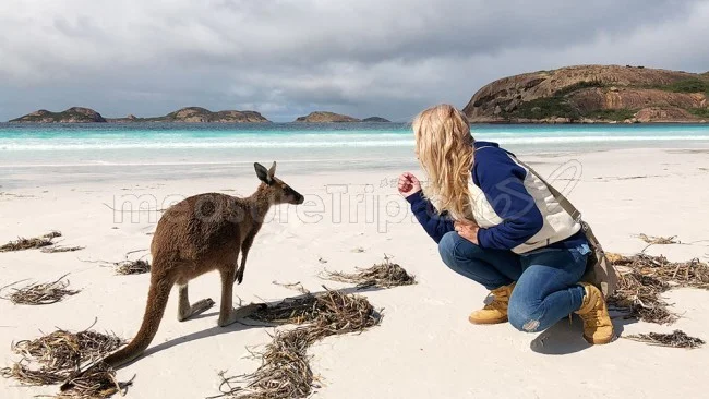 [野生のカンガルーがいる世界一のビーチを目指して！西オーストラリア・ロングドライブ旅行記86] え？本当に？カンガルーが私に向かって走ってきた！アンビリーバボー！
