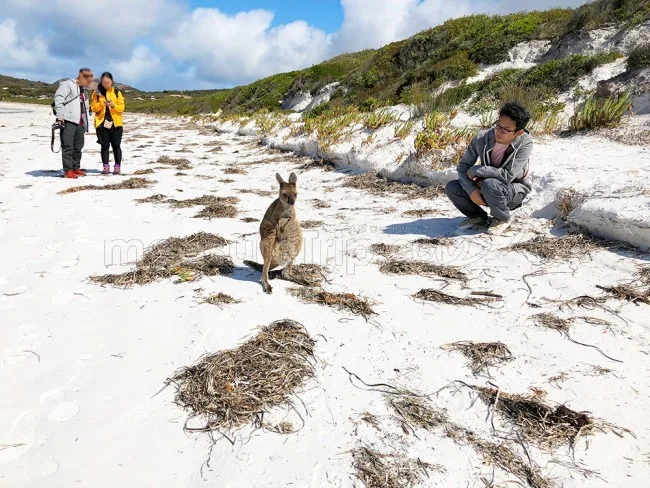 [野生のカンガルーがいる世界一のビーチを目指して！西オーストラリア・ロングドライブ旅行記87] こんな僻地でパース在住の日本人カップルに会う