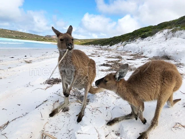[野生のカンガルーがいる世界一のビーチを目指して！西オーストラリア・ロングドライブ旅行記88] カンガルーの兄弟喧嘩に遭遇