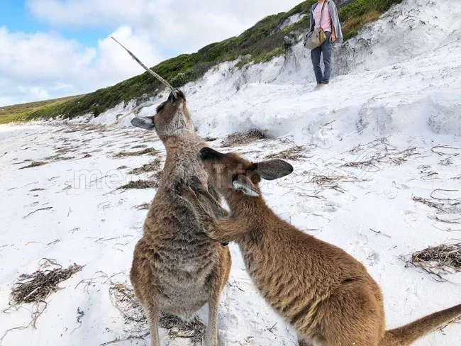 [野生のカンガルーがいる世界一のビーチを目指して！西オーストラリア・ロングドライブ旅行記88] カンガルーの兄弟喧嘩に遭遇