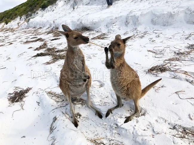 [野生のカンガルーがいる世界一のビーチを目指して！西オーストラリア・ロングドライブ旅行記88] カンガルーの兄弟喧嘩に遭遇
