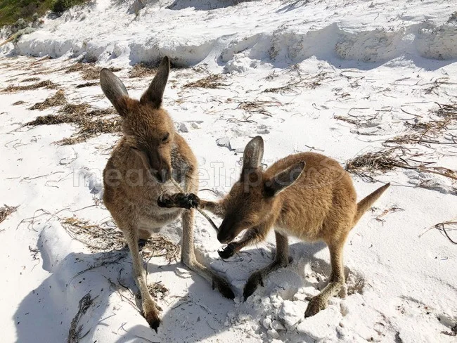 [野生のカンガルーがいる世界一のビーチを目指して！西オーストラリア・ロングドライブ旅行記88] カンガルーの兄弟喧嘩に遭遇