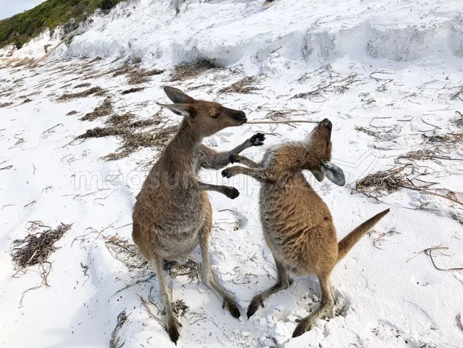 [野生のカンガルーがいる世界一のビーチを目指して！西オーストラリア・ロングドライブ旅行記88] カンガルーの兄弟喧嘩に遭遇
