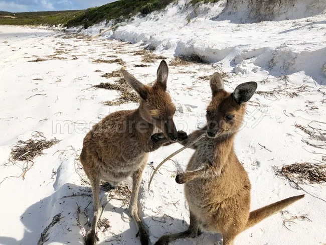 [野生のカンガルーがいる世界一のビーチを目指して！西オーストラリア・ロングドライブ旅行記88] カンガルーの兄弟喧嘩に遭遇