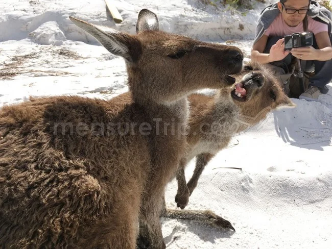 [野生のカンガルーがいる世界一のビーチを目指して！西オーストラリア・ロングドライブ旅行記88] カンガルーの兄弟喧嘩に遭遇