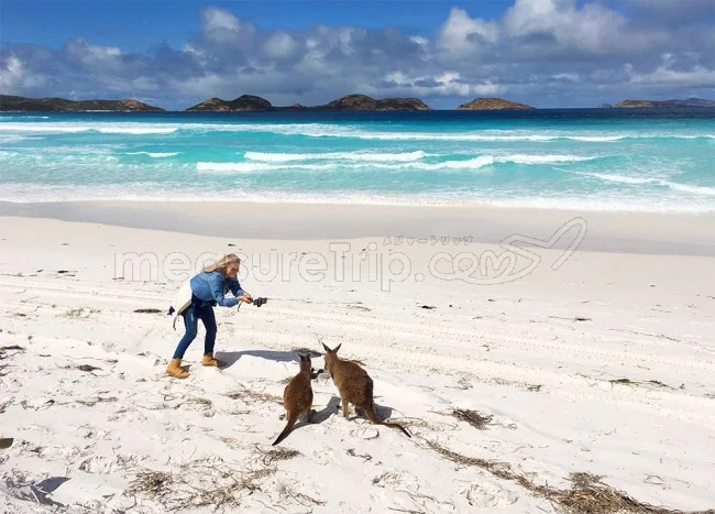 [野生のカンガルーがいる世界一のビーチを目指して！西オーストラリア・ロングドライブ旅行記88] カンガルーの兄弟喧嘩に遭遇