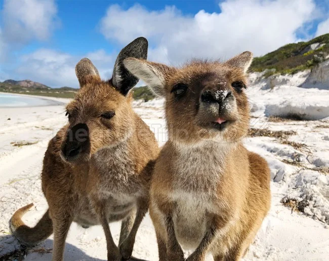 [野生のカンガルーがいる世界一のビーチを目指して！西オーストラリア・ロングドライブ旅行記88] カンガルーの兄弟喧嘩に遭遇
