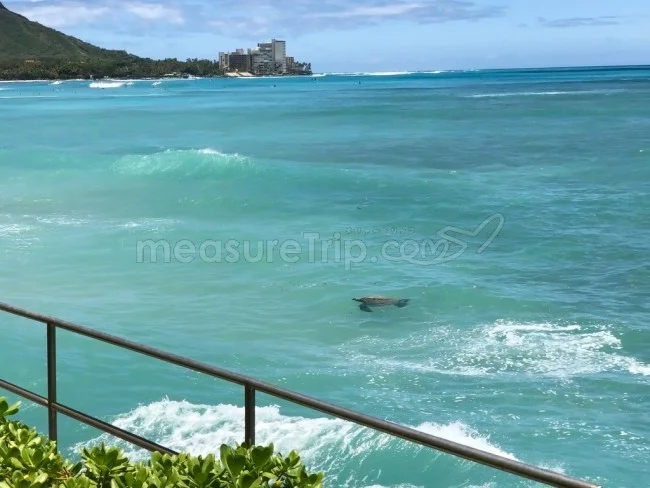 シェラトン・ワイキキ ホテル自慢のインフィニティプール!