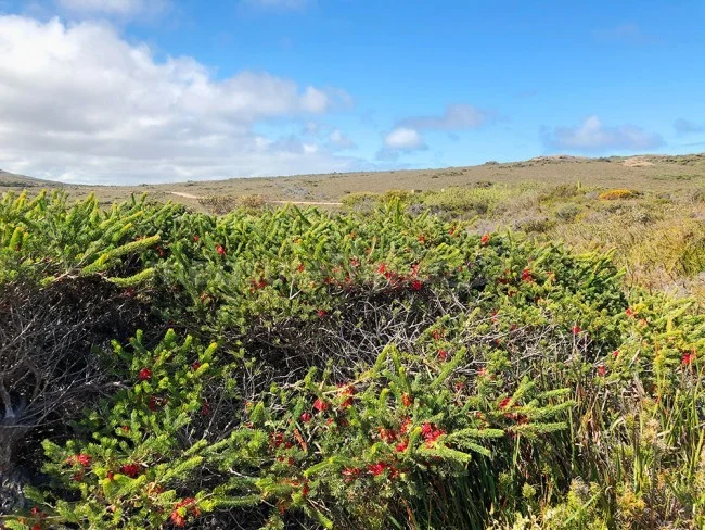 [野生のカンガルーがいる世界一のビーチを目指して！西オーストラリア・ロングドライブ旅行記91] Thistle Cove シスルコーブ（シスル湾）の絶景ビーチ