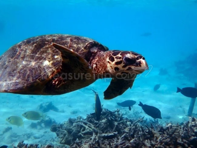 モルディブ旅行 雨季(9月)に行っても大丈夫?【モルジブ】