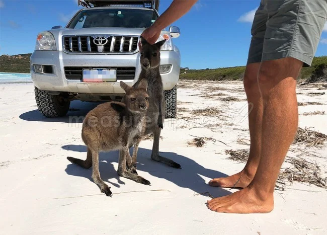 [野生のカンガルーがいる世界一のビーチを目指して！西オーストラリア・ロングドライブ旅行記101] あ！昨日のカンガルー兄弟だ！