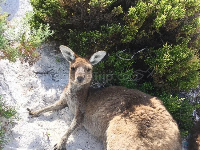 [野生のカンガルーがいる世界一のビーチを目指して！西オーストラリア・ロングドライブ旅行記101] あ！昨日のカンガルー兄弟だ！