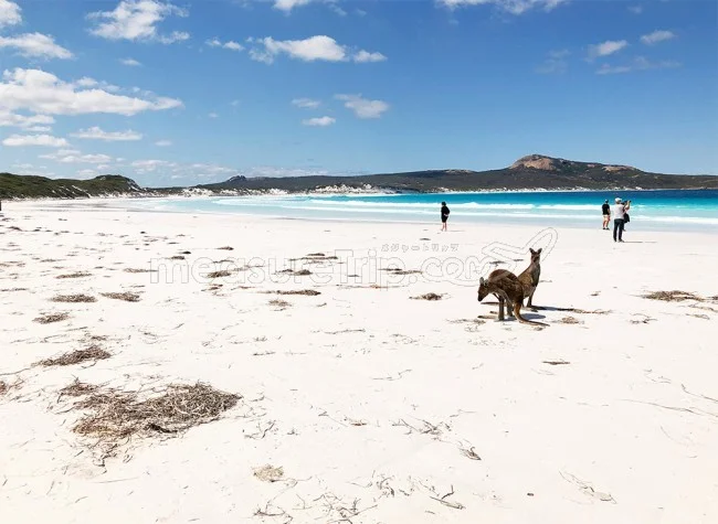 [野生のカンガルーがいる世界一のビーチを目指して！西オーストラリア・ロングドライブ旅行記102] ラッキーベイ・ビーチのアメージングな美しさを心に刻んで