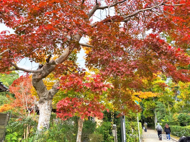 【京都 紅葉】京都 嵐山の紅葉 見頃の時期はいつ？【京都 嵐山 観光】