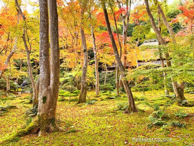 【京都 紅葉】京都 嵐山の紅葉 見頃の時期はいつ？【京都 嵐山 観光】