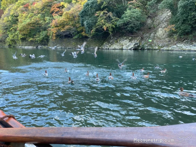 【徹底解説】京都 嵐山の保津川下り！どこから乗る？時間は？価格は？予約方法は？【京都観光】