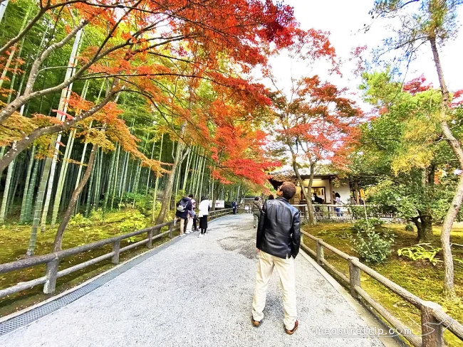 【世界遺産 京都 天龍寺】行き方・拝観料（割引）と時間・見どころ / 雲龍図公開日に注意！【京都 紅葉 おすすめ 嵐山 庭園】