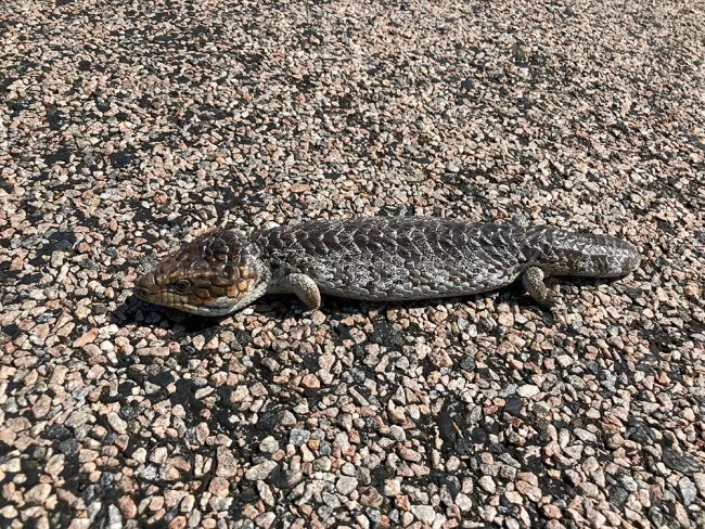 [野生のカンガルーがいる世界一のビーチを目指して！西オーストラリア・ロングドライブ旅行記105] ヤバい！まさか！こんなところで「ツチノコ」発見！？