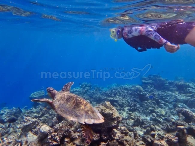 【宿泊代無料!?】1泊30万円以上の W モルディブにポイントで無料宿泊!【モルディブ 格安旅行 ガイド】