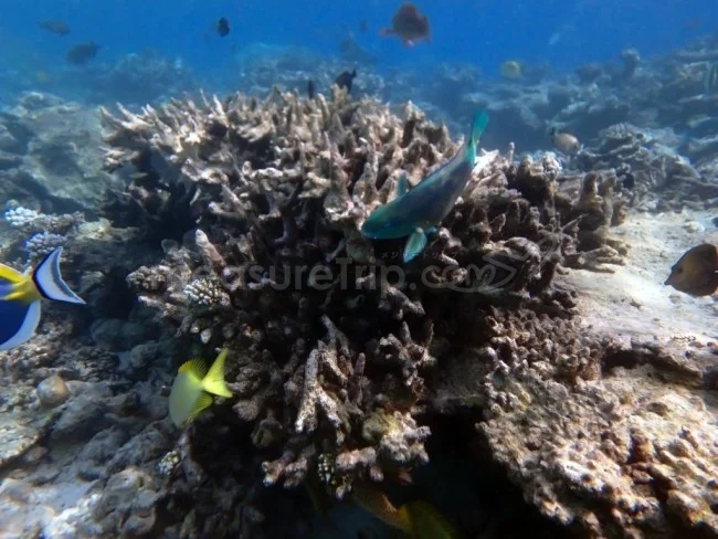 【宿泊代無料!?】1泊30万円以上の W モルディブにポイントで無料宿泊!【モルディブ 格安旅行 ガイド】