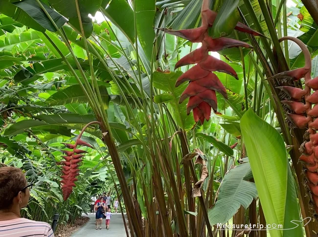 シンガポール世界遺産 ガーデンバイザベイじゃない方の「シンガポール植物園」