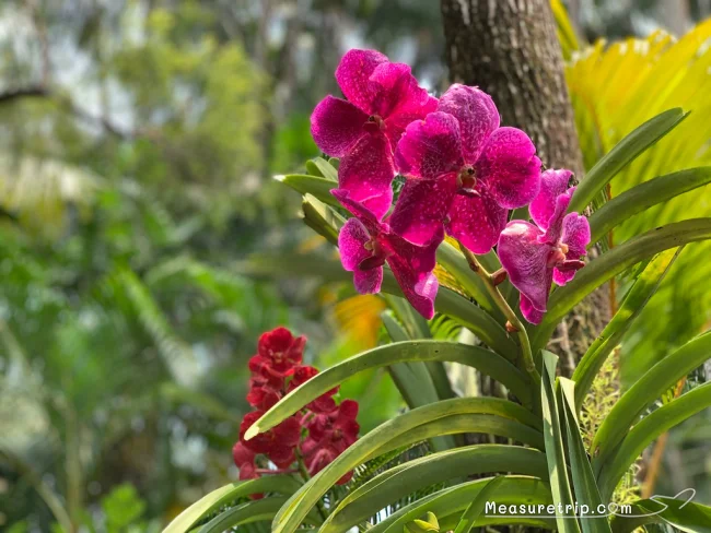 シンガポール世界遺産 ガーデンバイザベイじゃない方の「シンガポール植物園」
