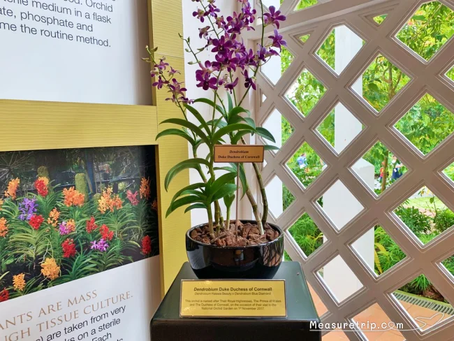 シンガポール世界遺産 ガーデンバイザベイじゃない方の「シンガポール植物園」