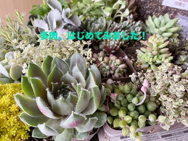 【おうちでガーデニング】外出自粛中に多肉植物の寄植えをはじめました！農場で育てている多肉植物の安い店も紹介【鉢底石の代替品は？】