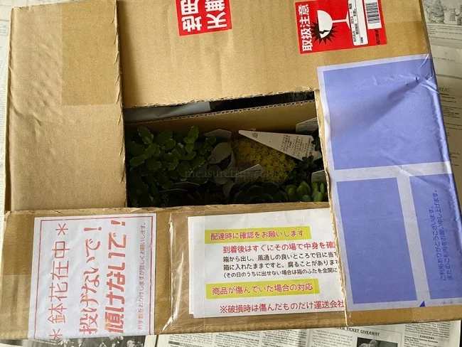 【おうちでガーデニング】外出自粛中に多肉植物の寄植えをはじめました！農場で育てている多肉植物の安い店も紹介【鉢底石の代替品は？】