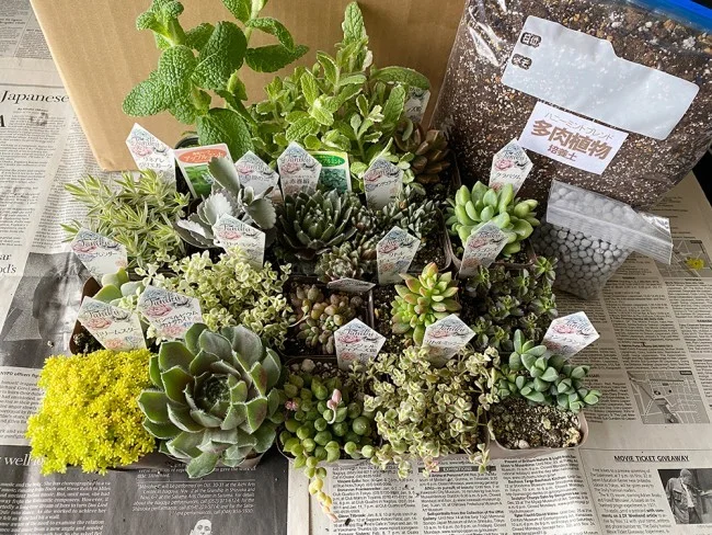 【おうちでガーデニング】外出自粛中に多肉植物の寄植えをはじめました！農場で育てている多肉植物の安い店も紹介【鉢底石の代替品は？】