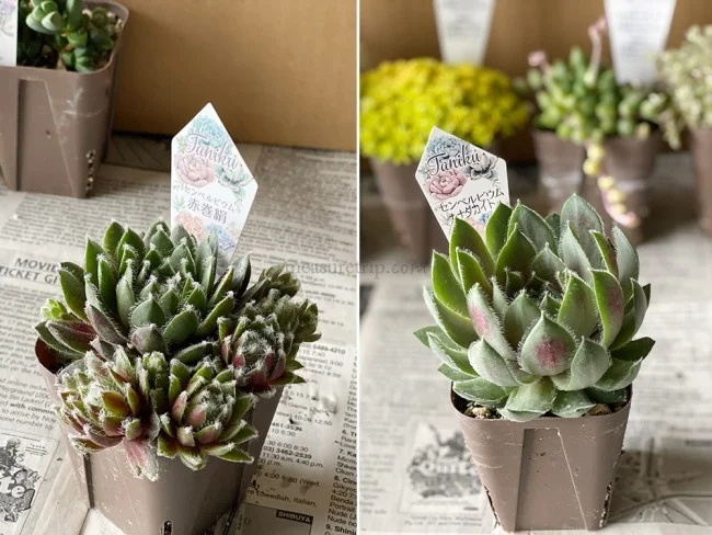 【おうちでガーデニング】外出自粛中に多肉植物の寄植えをはじめました！農場で育てている多肉植物の安い店も紹介【鉢底石の代替品は？】